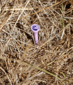 Purple golf tee embedded in dry grass. Golf tee features a black line drawing of a dog figure. Mini Hoshi branded golf tee. 